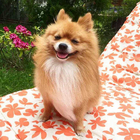 елегант лукс 4*