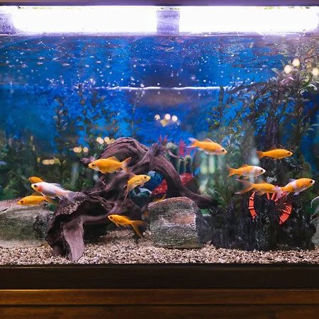 елегант лукс Банско