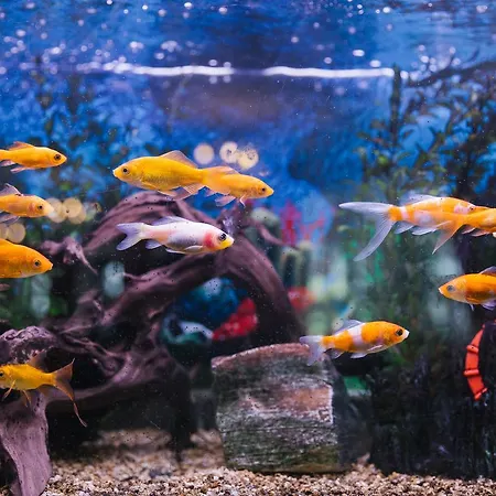 Хотел елегант лукс Банско