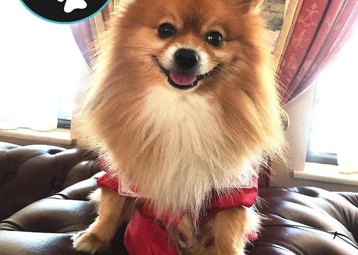 Elegant Lux מלון בנסקו