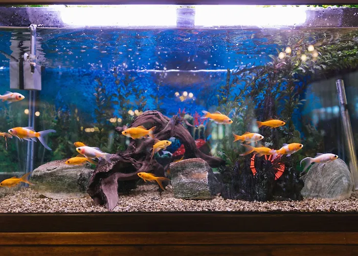 Elegant Lux Банско